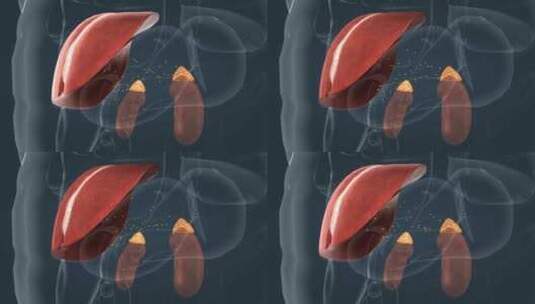 医学人体器官肾脏内分泌系统肾上腺三维动画高清在线视频素材下载