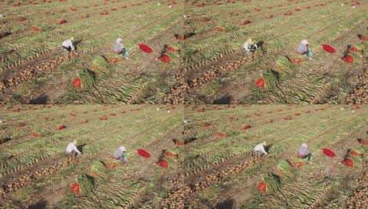 农民夫妇采挖洋葱高清在线视频素材下载