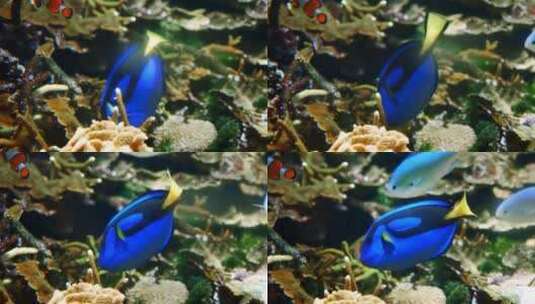 塘鱼在珊瑚礁游泳高清在线视频素材下载
