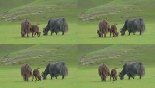 灰色和棕色牦牛在草原上吃草高清在线视频素材下载