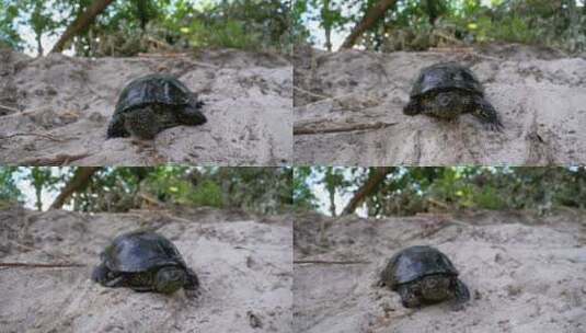 乌龟在沙滩上慢慢行走高清在线视频素材下载