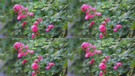唯美蔷薇花高清在线视频素材下载