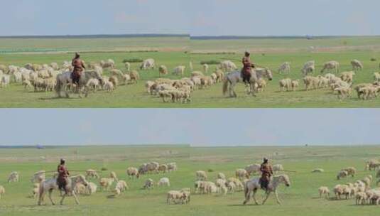 呼伦贝尔草原上的羊群高清在线视频素材下载