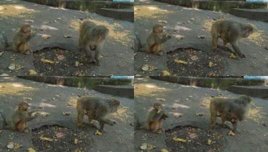 桂林七星公园野生的猴子高清在线视频素材下载