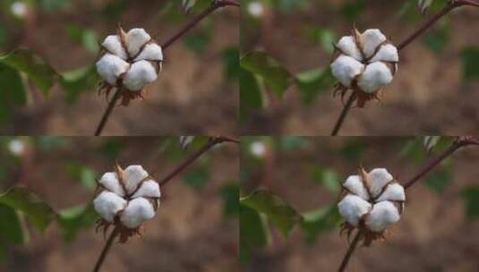 长绒棉棉花桃高清在线视频素材下载