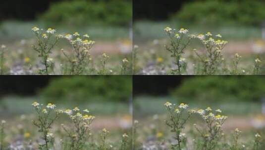 花中的野生甘菊高清在线视频素材下载