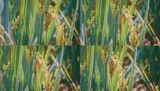 稻子水稻稻穗农村农作物丰收特写高清在线视频素材下载