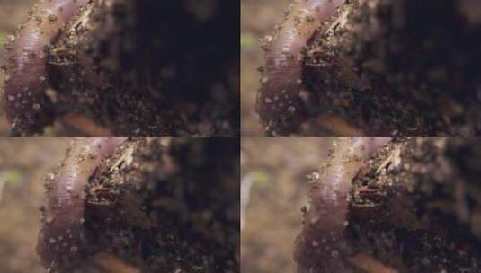 特写土地上的蠕虫挖洞高清在线视频素材下载