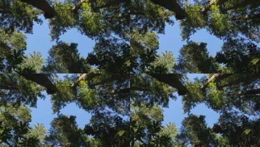 红杉国家公园景观高清在线视频素材下载