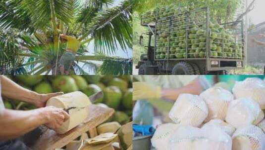海南东郊椰林椰子采摘全过程记录高清在线视频素材下载