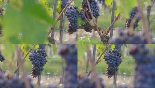 成熟的葡萄 (3)高清在线视频素材下载
