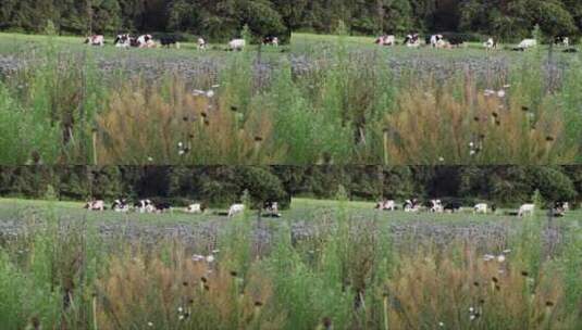 牛群在开阔的田野上吃草高清在线视频素材下载