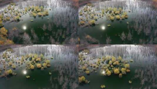 深秋湖水中的白桦树树林和平静的湖泊4K航拍高清在线视频素材下载
