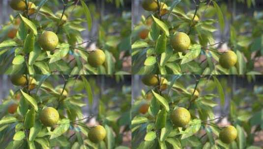 4K雨中的柑橘果实沐浴在阳光下高清在线视频素材下载
