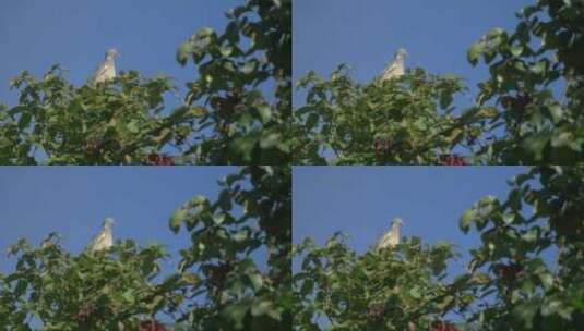 鸽子在树上高清在线视频素材下载