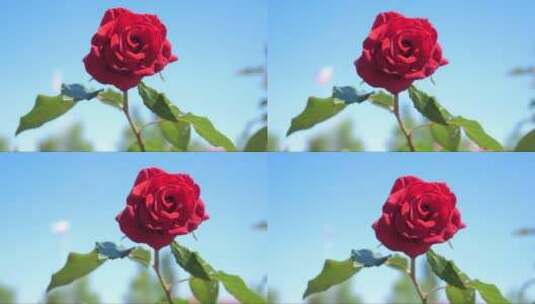 蓝色天空下的红色玫瑰高清在线视频素材下载