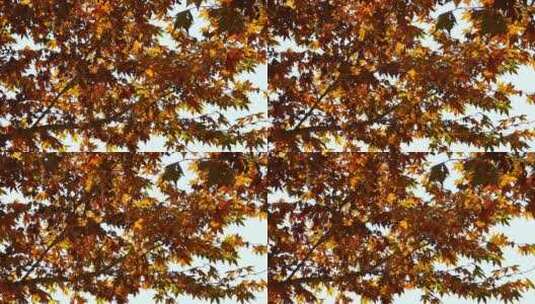 秋季梧桐树满树果实黄叶 梧桐树叶 枫叶高清在线视频素材下载