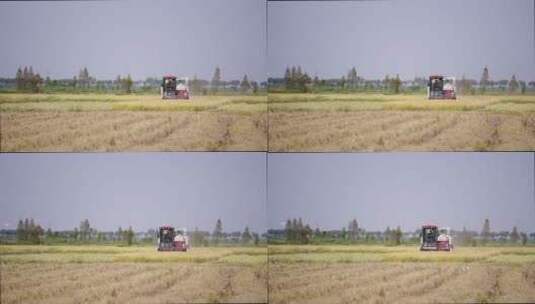 水稻成熟收割高清在线视频素材下载