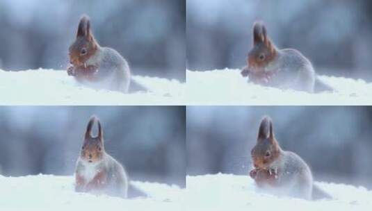 松鼠冬季森林大雪中觅食高清在线视频素材下载