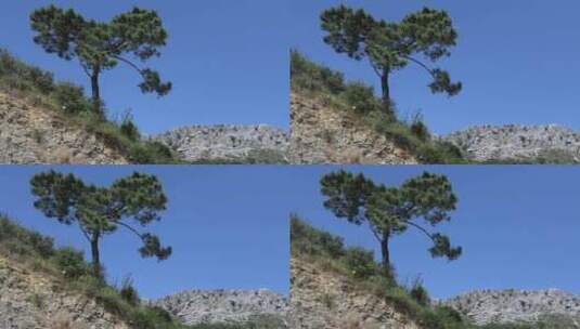 山岩上的孤松天际线景观高清在线视频素材下载