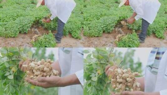 花生种植高清在线视频素材下载