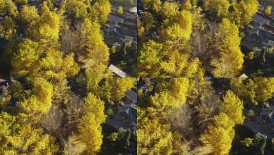 秋天金黄的银杏林村落高清在线视频素材下载