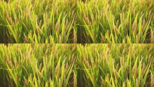 秋天农村水稻田成熟稻谷大米粮食庄稼高清在线视频素材下载