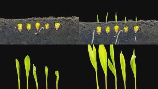 快速生长的玉米、从地球上生长的根和叶高清在线视频素材下载