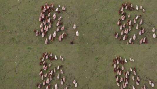 航拍新疆伊犁草原上的牛羊绝美风光高清在线视频素材下载