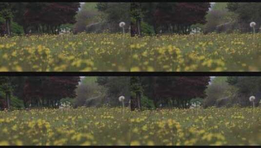 野外微风下草地上的鲜花花朵特写高清在线视频素材下载