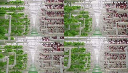温室蔬菜种植-科技农业高清在线视频素材下载