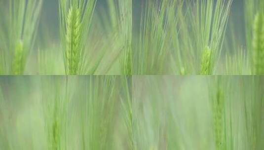 麦田小麦麦穗农业绿色丰收田野粮食丰收高清在线视频素材下载