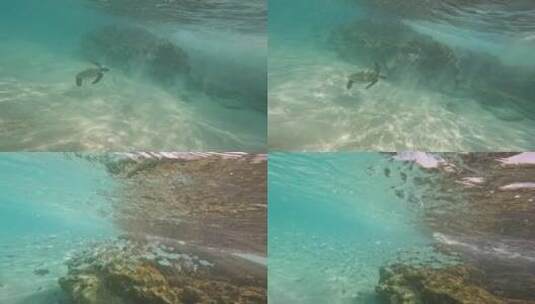 夏季浮潜海洋生物海龟鱼群高清在线视频素材下载