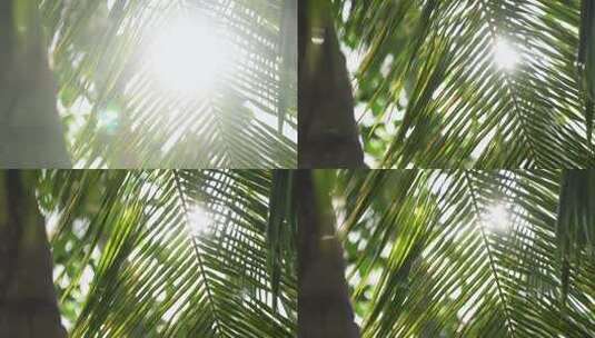 阳光穿过椰子叶照射光芒光线太阳叶子高清在线视频素材下载