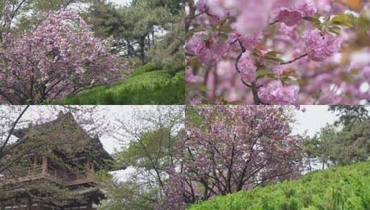 青龙寺遗址樱花特写花海景观风光古建筑8高清在线视频素材下载