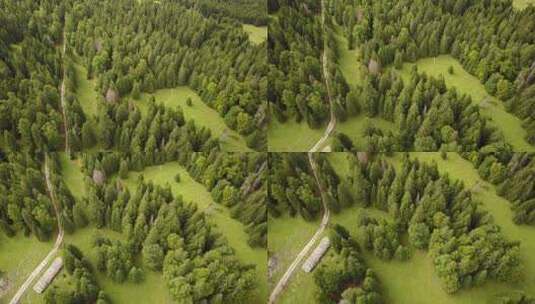 用无人机拍摄了瑞士阿尔卑斯山上的一些冷杉树。高清在线视频素材下载