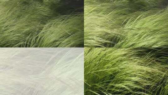 随风摇曳的草青草夏季唯美自然空镜飘逸的草高清在线视频素材下载