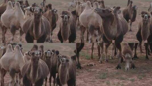 Y1内蒙古乌兰察布四子王旗骆驼群高清在线视频素材下载