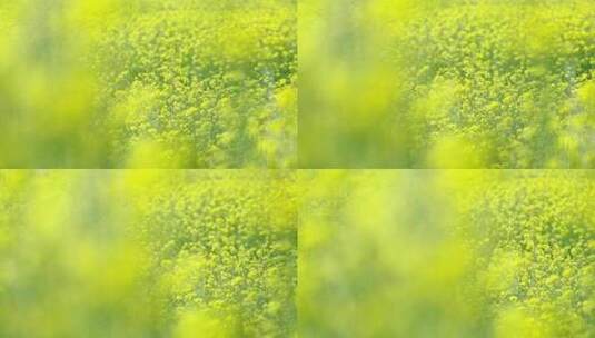 4K实拍春天盛开绽放的金黄色油菜花田高清在线视频素材下载