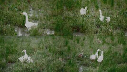 鹅在湿地里的空镜头高清在线视频素材下载