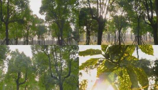 树林光影 阳光树林 阳光树叶高清在线视频素材下载