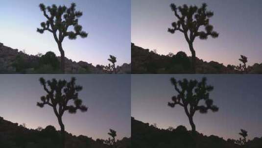 日落时的约书亚树高清在线视频素材下载
