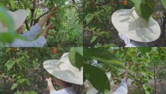 水果种植基地果园大丰收采摘樱桃高清在线视频素材下载