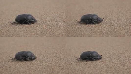 沙漠沙丘上等待的金龟子高清在线视频素材下载