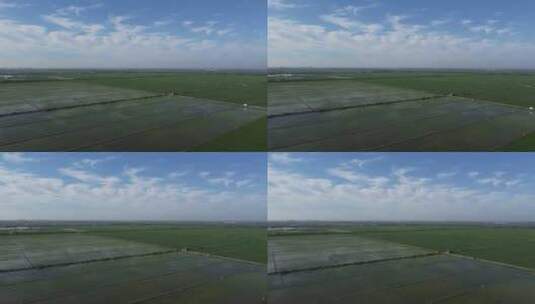 天津市西青区王稳庄万亩稻田航拍高清在线视频素材下载