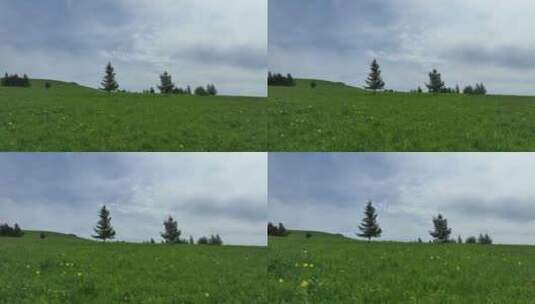 呼伦贝尔山花盛开的草甸高清在线视频素材下载