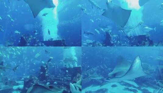 海洋世界 海底世界 海洋馆 鱼群高清在线视频素材下载