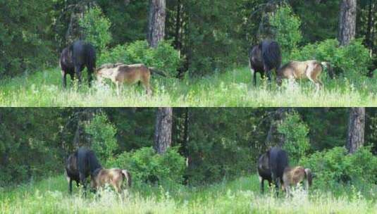 森林里的马草原上的马吃草野外的马吃草野马高清在线视频素材下载