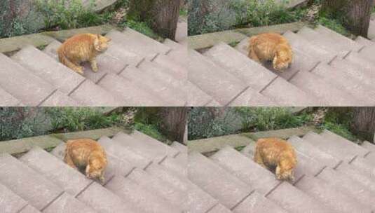 缅因猫长毛猫流浪猫楼梯慢动作高清在线视频素材下载