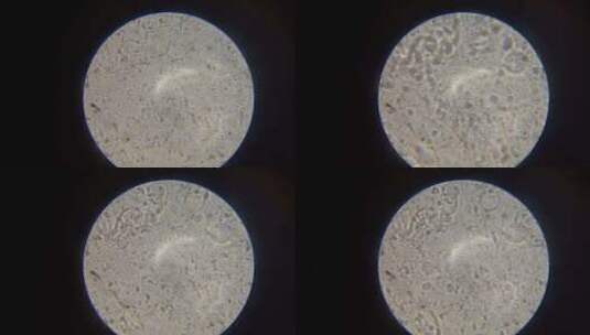 显微镜下精子运动2高清在线视频素材下载